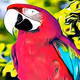 Parrot Art