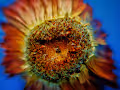 MacroFlowers