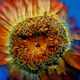 MacroFlowers