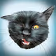 The amazing life of cats - old
