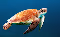 Minted Turtles