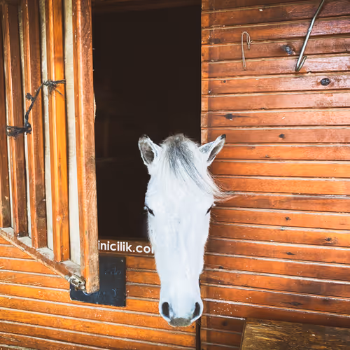 Faithful Horses - old