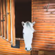 Faithful Horses - old