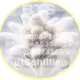 BitSchilling NFT 2024