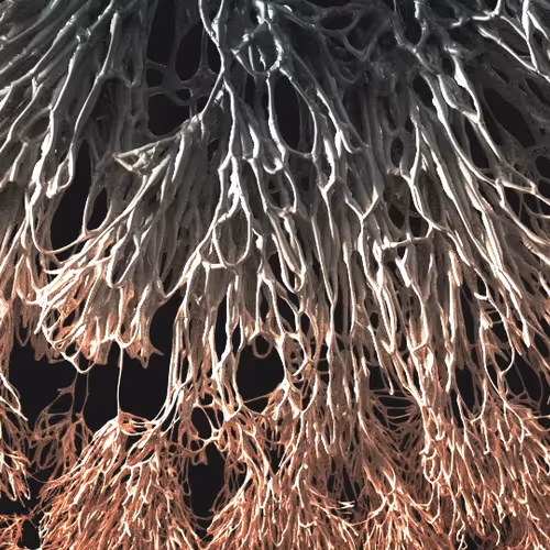 Absurd Arboretum - The Reserve: ROOT