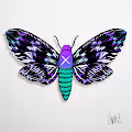 Crypto Moths (animated)