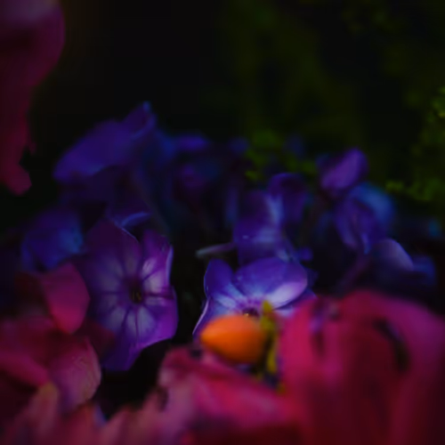 Glimpse of Color