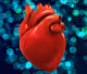 The Human Heart