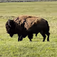 A casual stroll with a bison