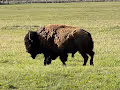 A casual stroll with a bison