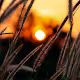 Sunset Hunt