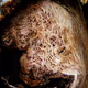 Tree Bark by Sosa