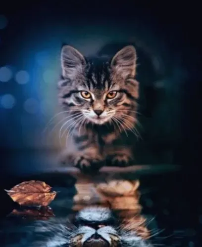 Kind cat