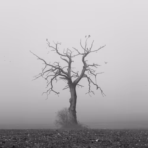 Legacy Collection V4