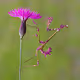 praying mantis 1
