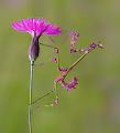 praying mantis 1