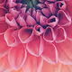 Petal Pusher