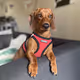 Larry the Dachshund