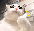 nocat - old
