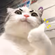nocat - old