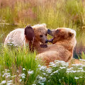 Okay Bears IRL