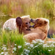 Okay Bears IRL