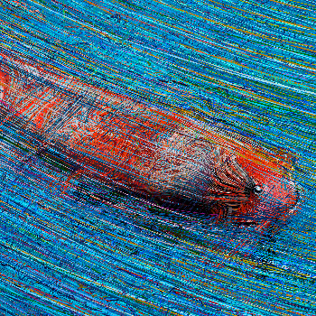 DONT BE KOI | Editions