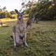 The Wild Australia