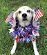 World of Beagles
