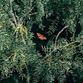 untitled - vol. 1