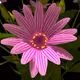 Flowers by LucyBW
