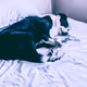 Dogs of Ours - old