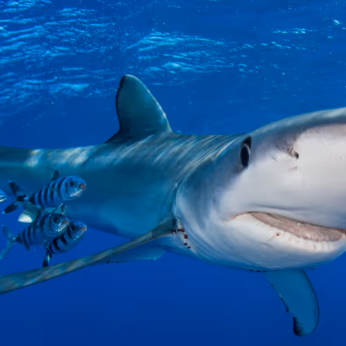 Ocean Eye - Chasing the Beauty