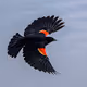 My Fine Feathered Friends