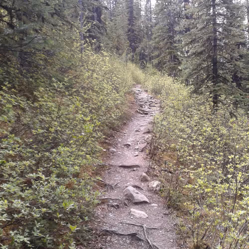 Jasper - Mount Whistler