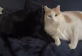 Feline Brotherhood - old