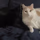 Feline Brotherhood - old