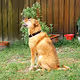 Dogs Look Up - old