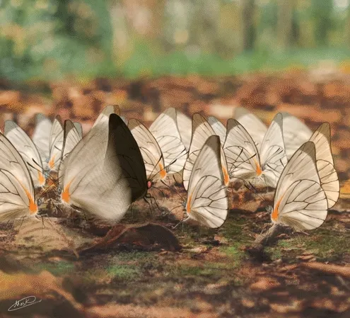 Swarm Genesis