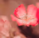 Rose Coloured Glasses