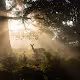WildLight