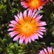 Crispy Flowers