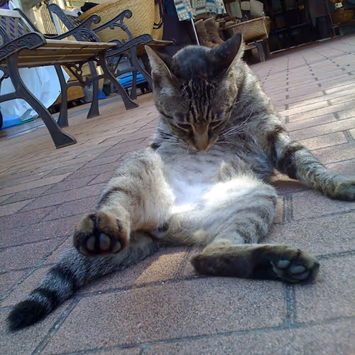 Enocat