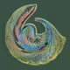Petri Collection