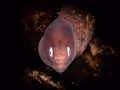 Underwater Photograph