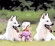 Scenic Direwolves - Mu36Ab4zMM