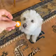 Dogs (and Cats) of Decrypt