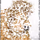 thinking lion cryptoart - old