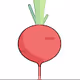 So Many Radishes