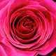 Through Rose Coloured Glasses